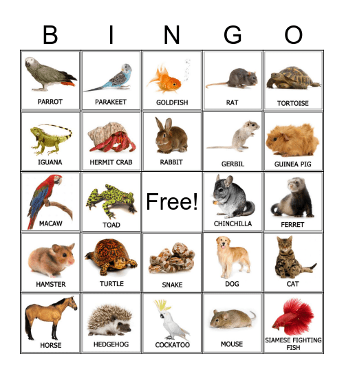 Pets Bingo Card