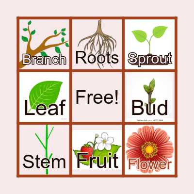 Plant's Growth Bingo Card