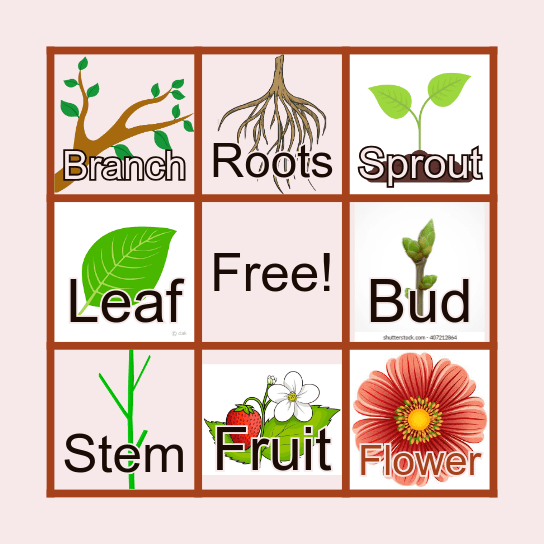 Plant's Growth Bingo Card