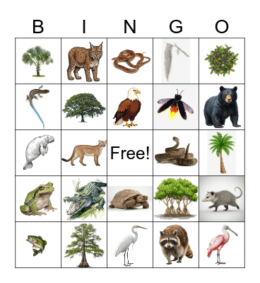 Florida Nature Bingo Card