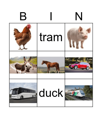 Animals and transport Bingo Card