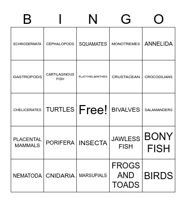 Animal Phylum Bingo Card