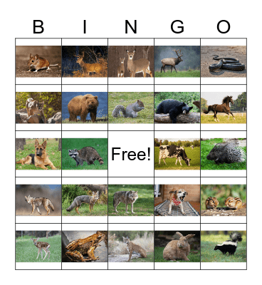 Animal Bingo Card