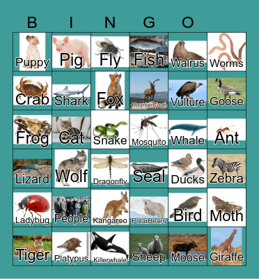 Animals Bingo Card