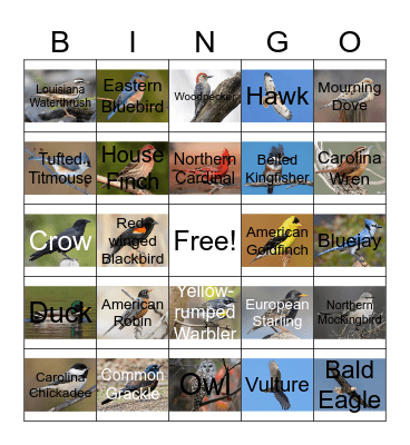 Bird Bingo Card