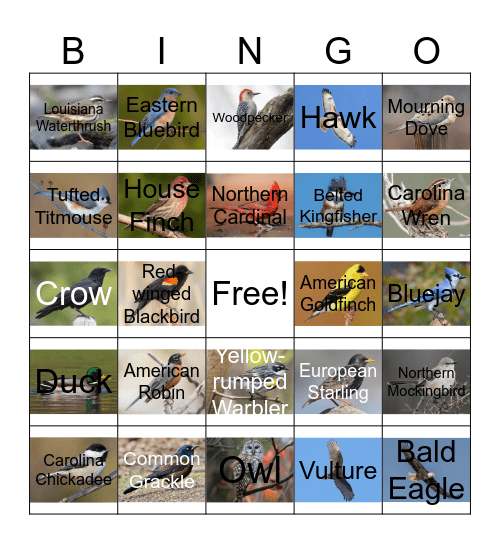 Bird Bingo Card