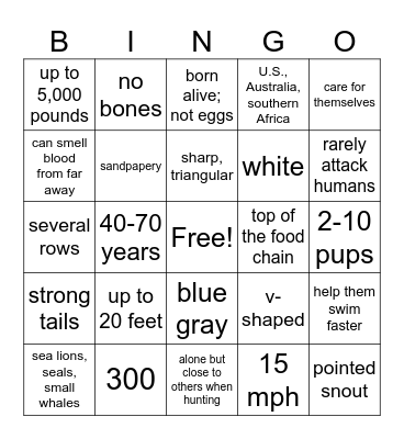Great White Sharks Bingo Card