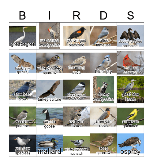 4 birds of the tool 4 bird tool Bingo Card