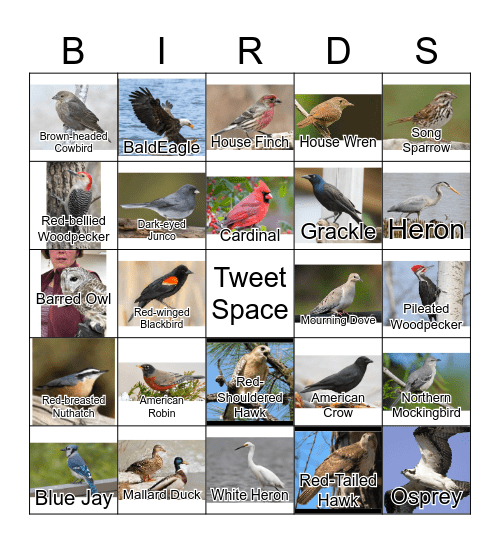 BIRDS Bingo Card