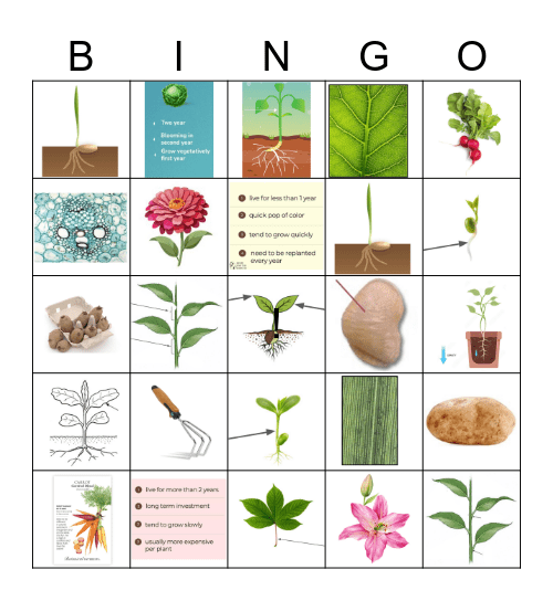 Botany Bingo Card