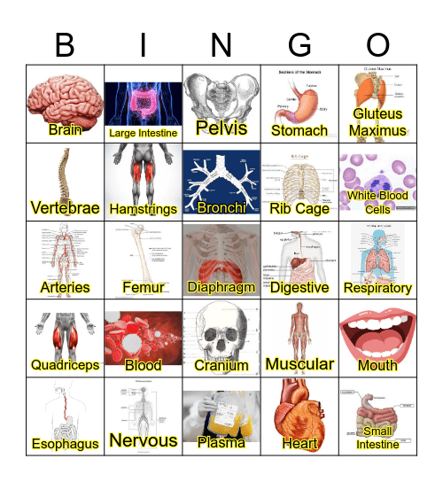 Human Body Systems Bingo Card