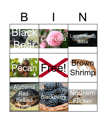 Alabama Nature - State Symbols Bingo Card