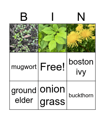 Invasive Plants Bingo! Bingo Card