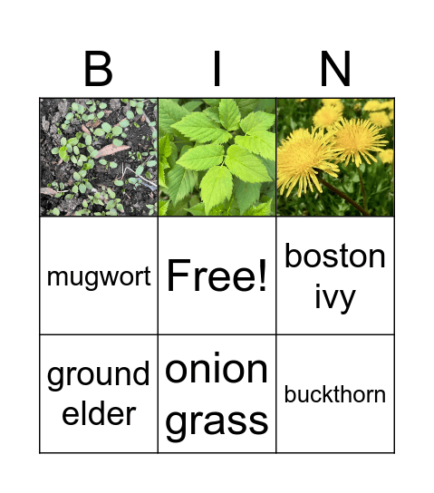 Invasive Plants Bingo! Bingo Card