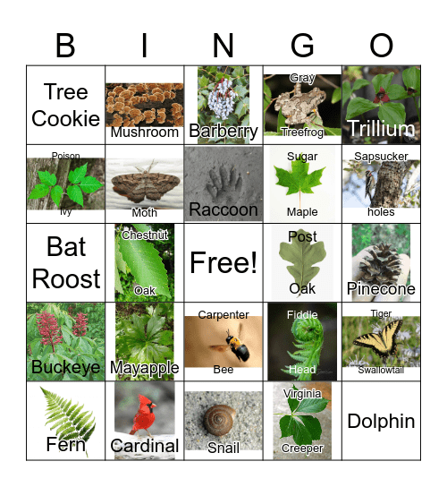 Dogwood Trail Bingo Card