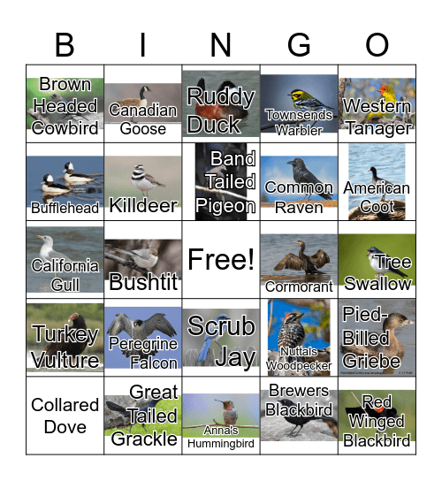 Laguna Grande Park Bird Bingo Card