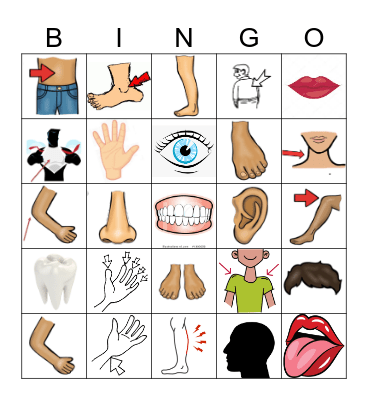Partes del cuerpo Bingo Card