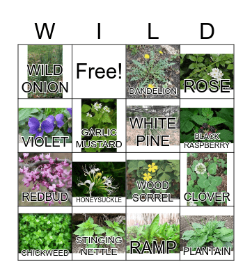 SPRING WILD EDIBLES BINGO Card