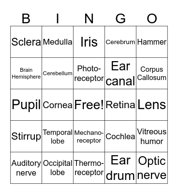 Nervous System Bingo Card