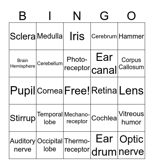 Nervous System Bingo Card