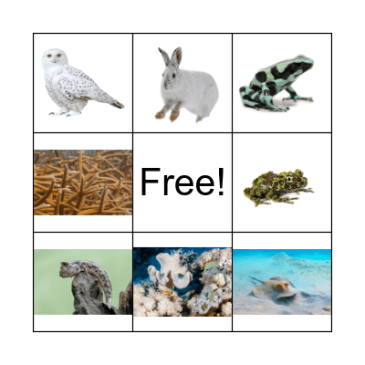 Animal Superpowers Bingo Card