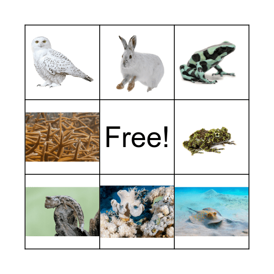Animal Superpowers Bingo Card