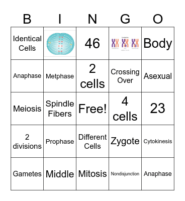 Meiosis vs Mitosis Bingo Card