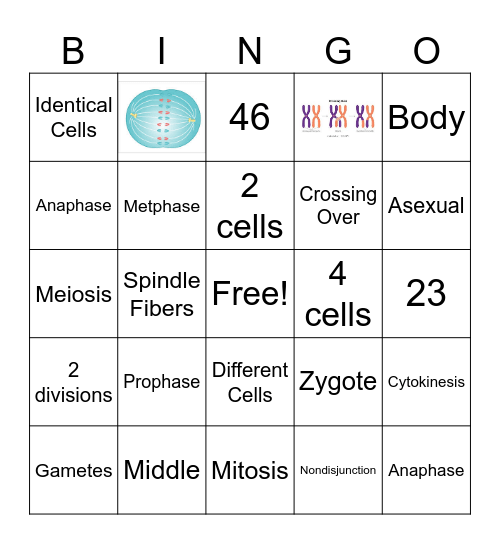 Meiosis vs Mitosis Bingo Card
