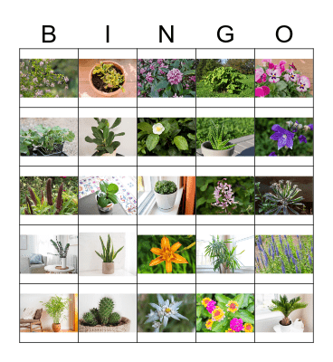 Picture Plant  Bingo Card