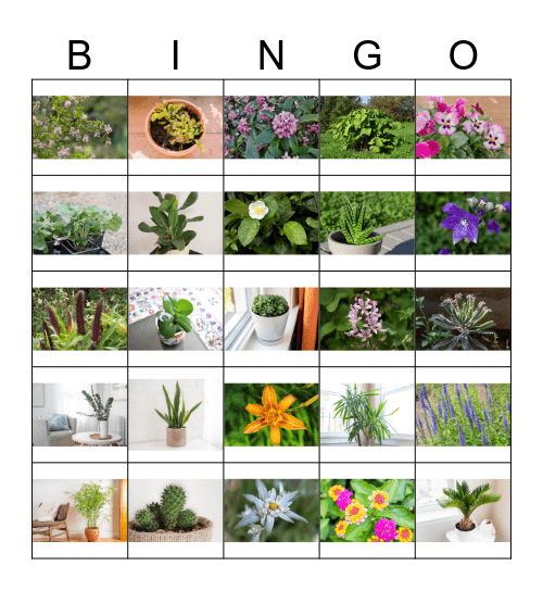 Picture Plant  Bingo Card