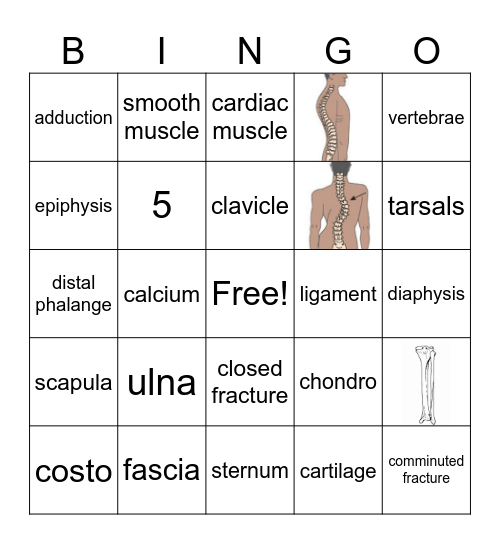 AHP- Skeletal System Bingo Card