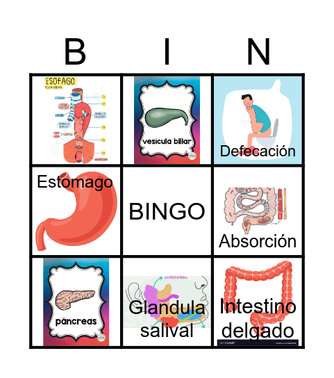 SISTEMA DIGESTIVO Bingo Card