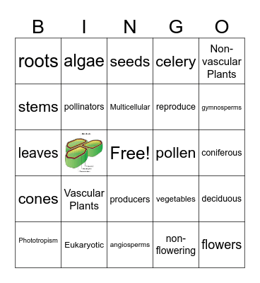 Plant Kingdom Bingo Card