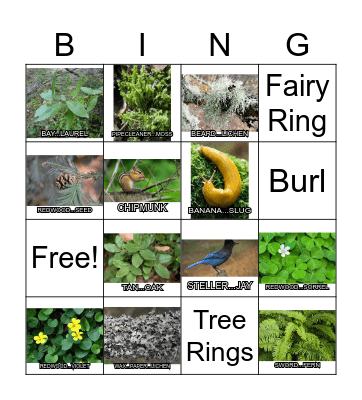 Camp Mendocino Native Plants Bingo Card