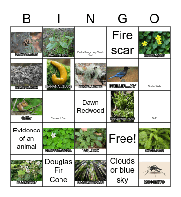Camp Mendocino Native Plants Bingo Card
