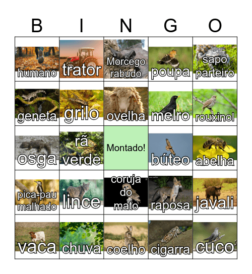 Montado Bingo Card