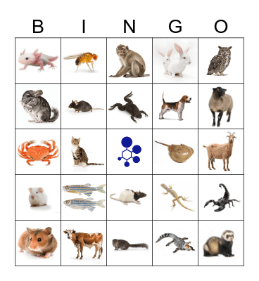 BRAD Bingo Card