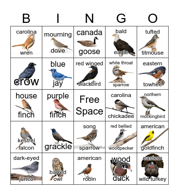 Bird Bingo Card