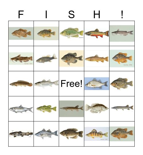 Fishing Bingo Card