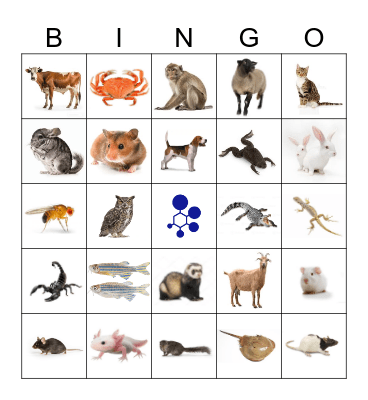 BRAD Bingo Card