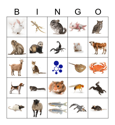 BRAD Bingo Card