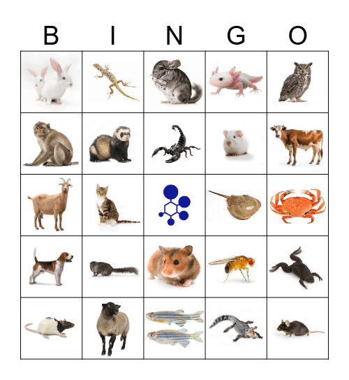 BRAD Bingo Card