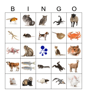 BRAD Bingo Card