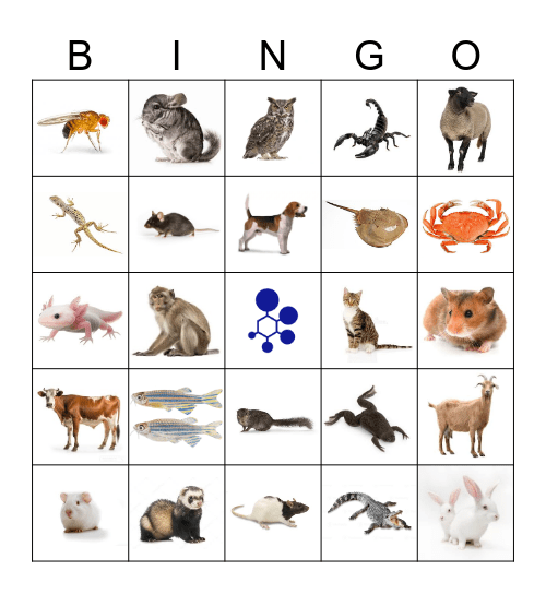 BRAD Bingo Card