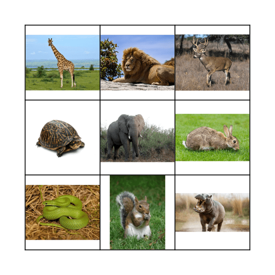Animal Bingo Card