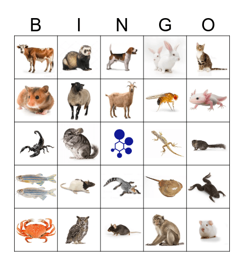 BRAD Bingo Card