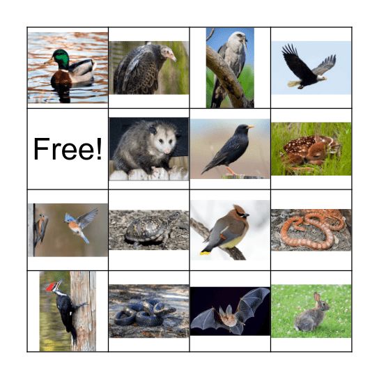 Conservation Bingo Card