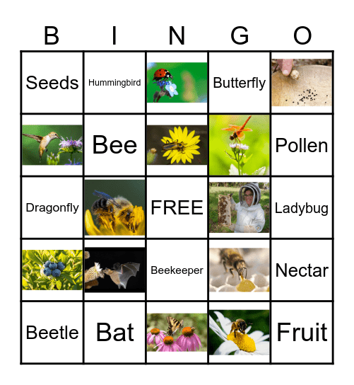 Pollination Bingo Card