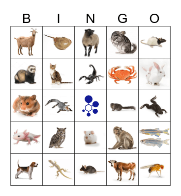 BRAD Bingo Card
