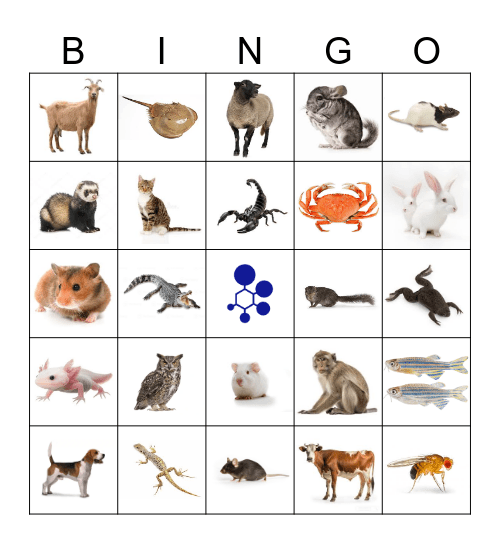 BRAD Bingo Card